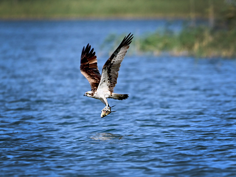 Flexslider_images/konzept_natur/2025_fischadler_volker_david.jpg