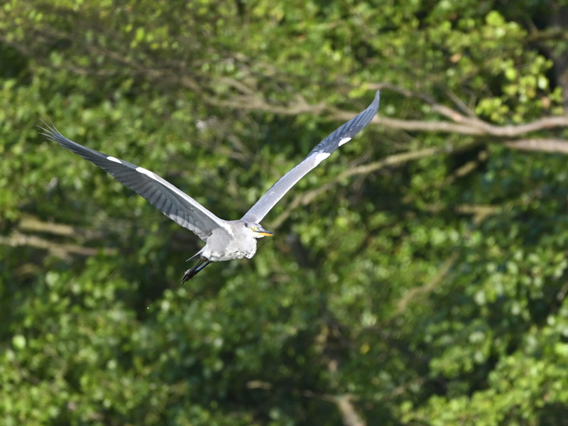 Flexslider_images/konzept_natur/2025_graureiher_volker_david.jpg