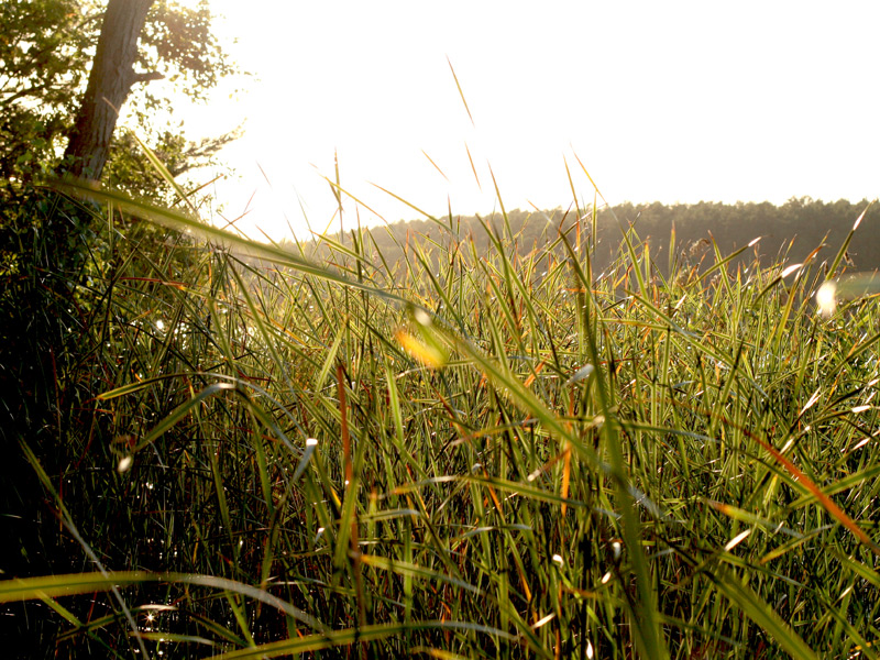 Flexslider_images/konzept_natur_neu/2022_schilf2.jpg