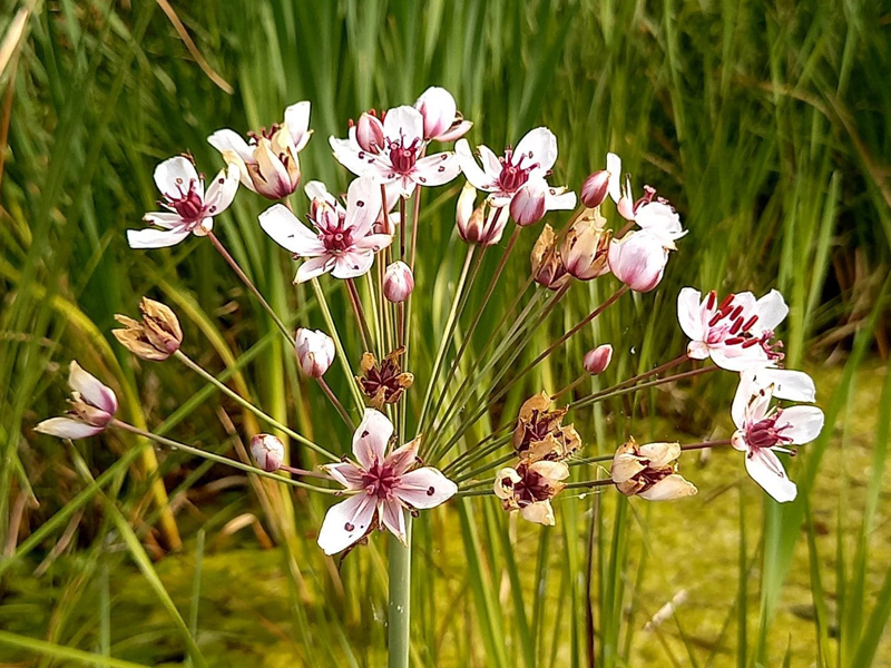 Flexslider_images/konzept_natur_neu/2022_schwanenblume_peter_kirchmeier.jpg