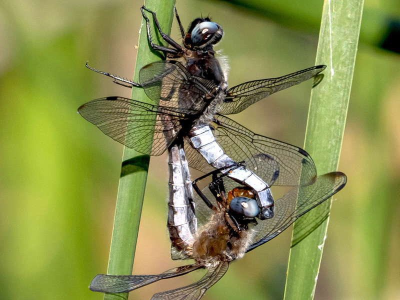 Flexslider_images/konzept_natur_neu/2025_Spitzenfleck_volker_achterberg.jpg