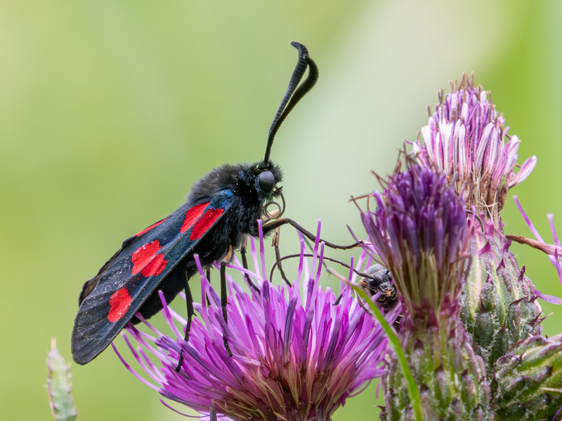 Flexslider_images/konzept_natur_neu/2025_Widderchen_volker_achterberg.jpg