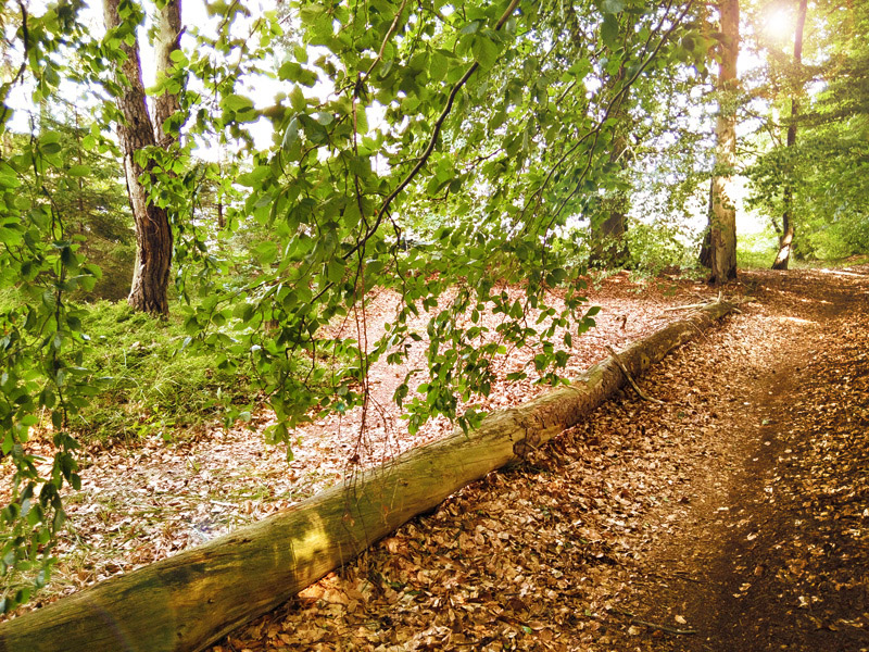 Flexslider_images/konzept_projekt/2021_wald2_ba.jpg