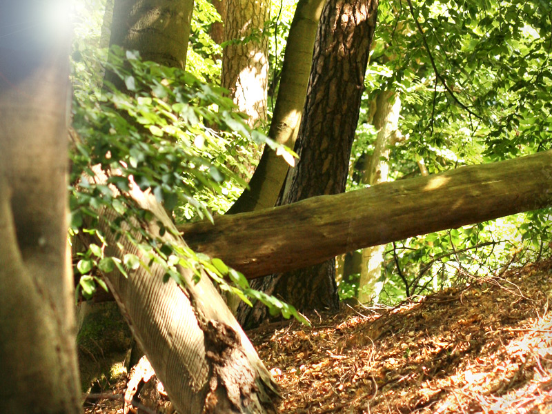 Flexslider_images/konzept_projekt/2022_wald_sommer.jpg